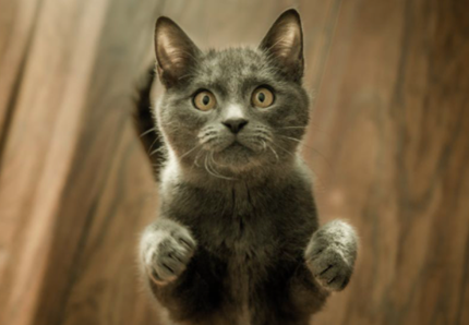 E’ online il quiz per scoprire il “body language” dei gatti